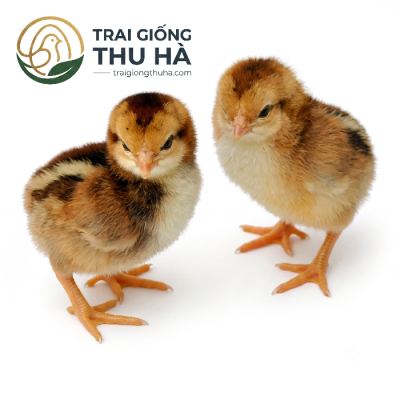 Gà Lương Phượng Giống Mới Nở