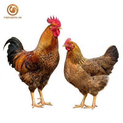 Gà Lương Phượng Bố Mẹ